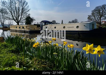 Deux barges ancrées sur le canal Ripon à côté de jonquilles jaunes, dans un matin de printemps paisible, dans le North Yorkshire, en Angleterre, au Royaume-Uni. Banque D'Images