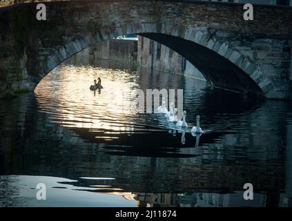 Famille de cygnes sur les canaux de Bruges Banque D'Images