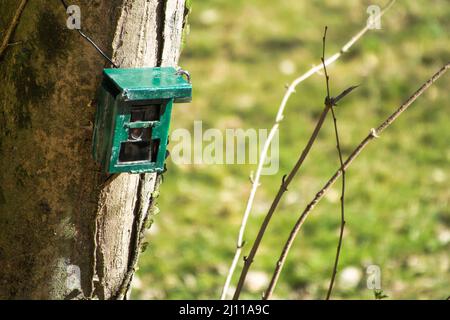 Appareil photo de chasse, appareil photo vert fixé à un arbre, utilisé par les chasseurs pour espionner les animaux sauvages, capturant la faune comme les cerfs lorsqu'ils marchent. Camouflage Nigh Banque D'Images