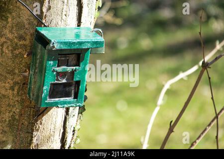 Appareil photo de chasse, appareil photo vert fixé à un arbre, utilisé par les chasseurs pour espionner les animaux sauvages, capturant la faune comme les cerfs lorsqu'ils marchent. Camouflage Nigh Banque D'Images