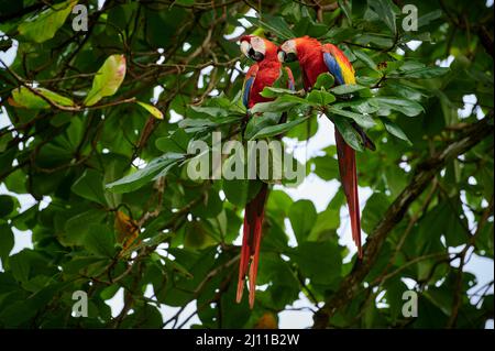 Paire de macaw Scarlet (Ara macao), parc national du Corcovado, péninsule d'Osa, Costa Rica, Amérique centrale Banque D'Images