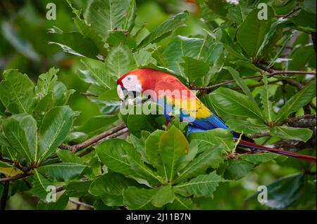 Ara rouge (Ara macao), Parc national de Corcovado, péninsule d'Osa, au Costa Rica, Amérique Centrale Banque D'Images