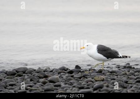 Tête de varech (Larus dominicanus) sur l'eau. Chiloé. Région de Los Lagos. Chili. Banque D'Images