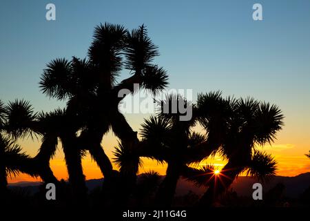 Coucher de soleil sur l'arbre de Joshua (Yucca brevifolia), Mojave Wilderness, réserve nationale de Mojave, Californie Banque D'Images