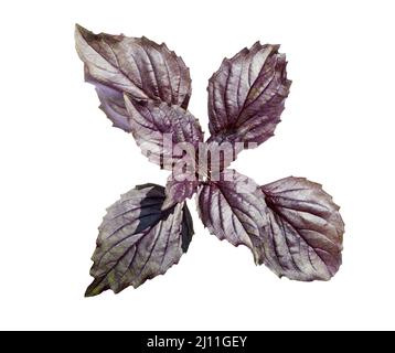 Feuilles de basilic violets (dessus).Feuilles de basilic rouge isolées sur fond blanc.Contours d'écrêtage. Banque D'Images