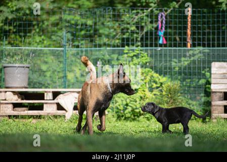 Magnifique chien de berger belge malinois adulte un adorable chiot Labrador noir se tenant dans une herbe verte se connaître. Banque D'Images