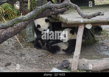 Madrid, Espagne. 21st mars 2022. Des jumeaux de panda géants sont vus à l'aquarium du zoo de Madrid, Espagne, le 21 mars 2022. Les jumeaux géants du panda 'You You' et 'JIU JIU JIU' nés à l'Aquarium Zoo de Madrid ont fait leur première apparition publique ici lundi. Credit: Meng Dingbo/Xinhua/Alay Live News Banque D'Images