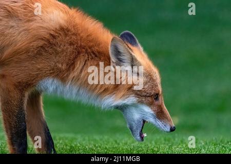 Gros plan d'un renard roux à Whitehorse, territoire du Yukon, Canada. Banque D'Images