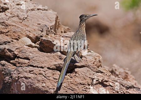 Un grand roadrunner, Geococcyx californianus, perché sur des rochers Banque D'Images