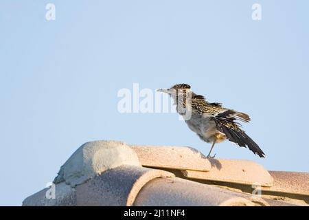 Un grand roadrunner, Geococcyx californianus, perché sur le toit Banque D'Images