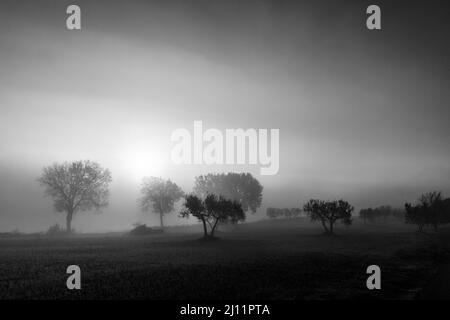 Lever du soleil à travers la brume avec les silhouttes d'arbres Banque D'Images