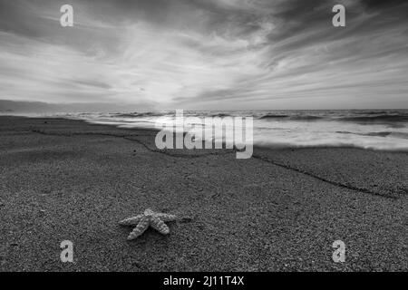 Paysage de l'océan Starfish avec Une zone d'avant-plan ondulée au sable détaillé au format d'image noir et blanc haute résolution Banque D'Images