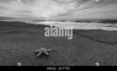 Paysage de l'océan Starfish avec Une zone d'avant-plan ondulée au sable détaillé au format d'image noir et blanc haute résolution 16:9 Banque D'Images