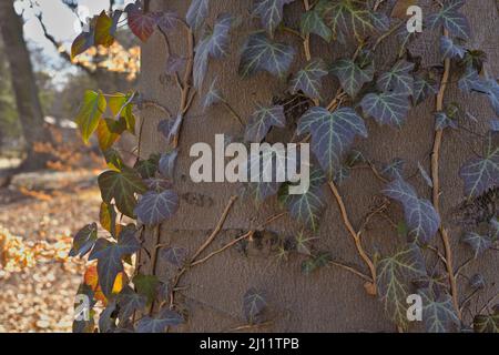 Ivy poussant sur un arbre (écorce) dans un matin lumière du soleil Banque D'Images
