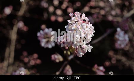 Viburnum farreri fleurit en plein soleil le matin, photographie prise en mars Banque D'Images