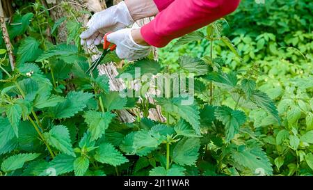 Les femmes caucasiennes ont des mains matures portant des gants, coupant une plante d'ortie et mettant dans un panier en osier, une balle à main. Banque D'Images