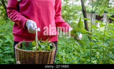 Femme originaire du Caucase debout dans un bosquet et tenant un panier en osier rempli de plantes d'ortie plantées Banque D'Images