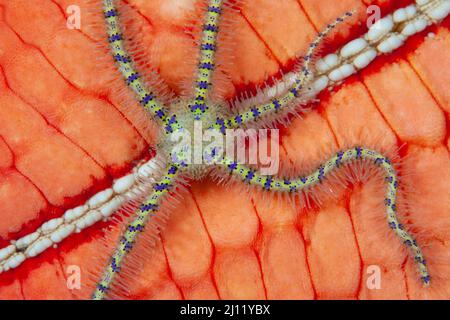 Une petite étoile épineuse et fragile s'accroche à une étoile de mer en coussin de pin colorée, Culcita novaeguineae, sur un récif de corail dans le détroit de Lembeh, en Indonésie. Banque D'Images