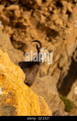 Mouflon d'Amérique (Ovis canadensis), zone récréative du lac Walker, Bureau de gestion des terres de Stillwater, Nevada Banque D'Images