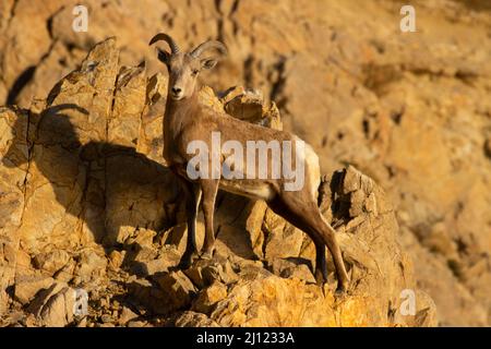 Mouflon d'Amérique (Ovis canadensis), zone récréative du lac Walker, Bureau de gestion des terres de Stillwater, Nevada Banque D'Images