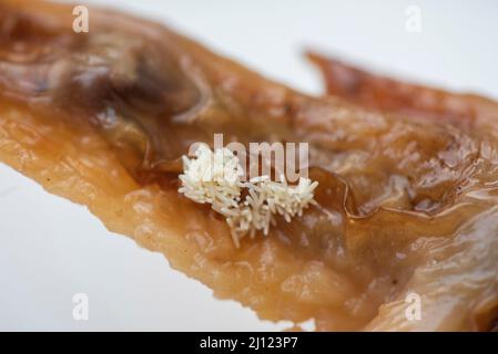 Les oeufs volent sur la nourriture sale nourriture pas hygiénique, mouches oeuf maison mouche - mouche propagation germes concepts Banque D'Images