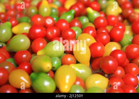 Groupe de tomates fraîches biologiques Banque D'Images