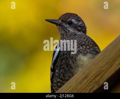 Gros plan sur le Sapsucker à ventre jaune immature Banque D'Images