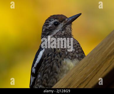 Gros plan sur le Sapsucker à ventre jaune immature Banque D'Images