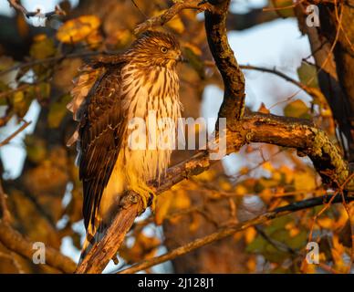 Immature Cooper's Hawk dans le feuillage d'automne avec lumière du soleil chaude Banque D'Images
