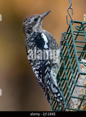 Gros plan sur le Sapsucker à ventre jaune immature Banque D'Images