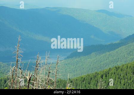 Un regard à travers les troncs flétrous de grands pins sur un lac pittoresque entouré de montagnes. Lac Teletskoye, Altaï, Sibérie, Russie. Banque D'Images