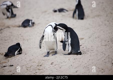 Trouvez la chaleur parmi vos amis. Photo de pingouins à Boulders Beach, au Cap, en Afrique du Sud. Banque D'Images