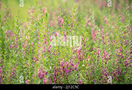 Fleurs roses - FlowerKisser Salvia sur le terrain. Mise au point sélective. Concept de printemps. Banque D'Images