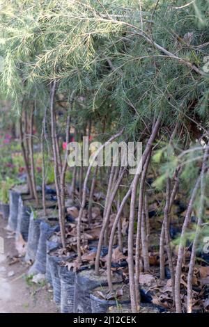 Petits arbres de cèdre de l'Himalaya pour la plantation Banque D'Images