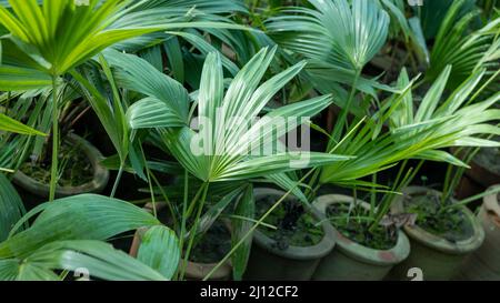 palmiers de ventilateur plantés dans des pots d'argile Banque D'Images
