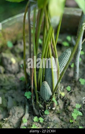 cycas revolta king sago palmier cône de semence Banque D'Images