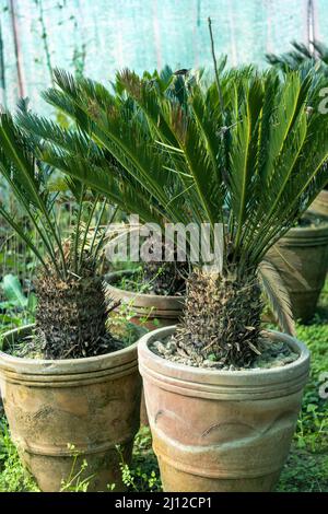 Grand palmier sagou, grands arbres de tronc dans de grands pots Banque D'Images