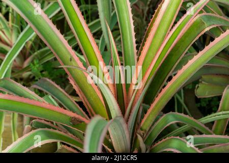 Gros plan d'une plante ornementale d'ananas Banque D'Images