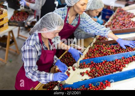 Les femmes trient les cerises Banque D'Images