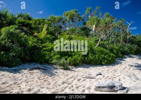 Tiny Mystery Island est une île parfaite, avec des sentiers sablonneux qui mènent à des plages blanches bordées de cocotiers et de lagons limpides, Banque D'Images