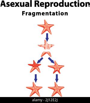 Fragmentation de la reproduction asexuée avec illustration de l'étoile de mer Illustration de Vecteur