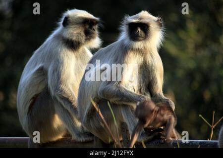 Gros plan d'un singe de deux surili assis sur une tige métallique sur un fond flou Banque D'Images