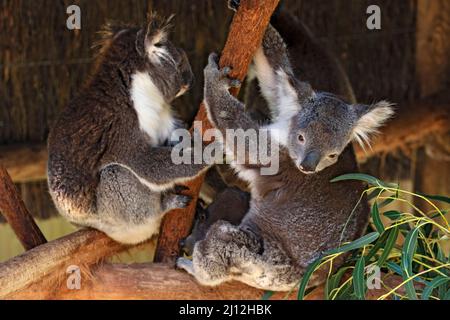 Mammifères / koalas se reposant à la réserve d'animaux de Ballarat en Australie. Banque D'Images