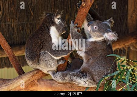 Mammifères / koalas se reposant à la réserve d'animaux de Ballarat en Australie. Banque D'Images