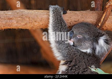 Mammifères / Un Koala se reposant au parc animalier de Ballarat en Australie. Banque D'Images