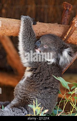 Mammifères / Un Koala se reposant au parc animalier de Ballarat en Australie. Banque D'Images