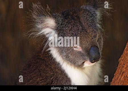 Mammifères / Un Koala se reposant au parc animalier de Ballarat en Australie. Banque D'Images