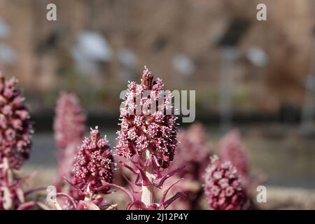 Détail d'un petasites hybridus aux fleurs blanches-violettes. Banque D'Images