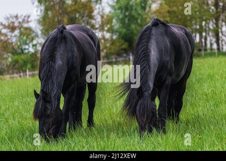 Pacage de chevaux de la Frise dans la prairie Banque D'Images