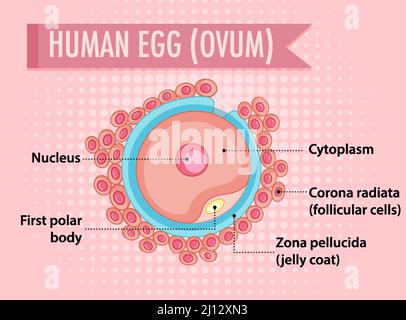 Schéma illustrant l'illustration de l'ovule humain Illustration de Vecteur